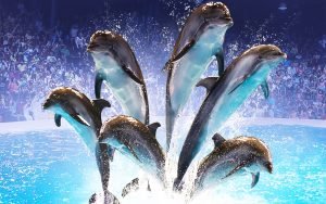 Dolphin Bay Atlantis