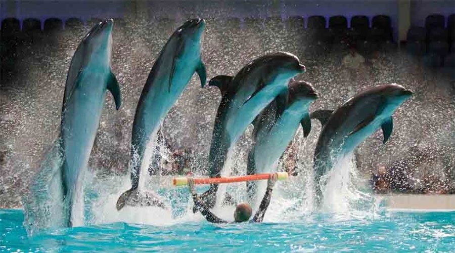 Dolphin Bay Atlantis