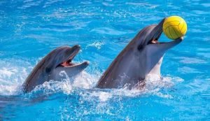 Dolphin Bay Atlantis